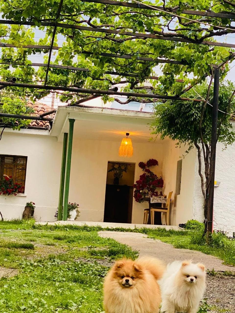 Guesthouse Vitoria - Mrizi I Zanave Fishte Exterior photo