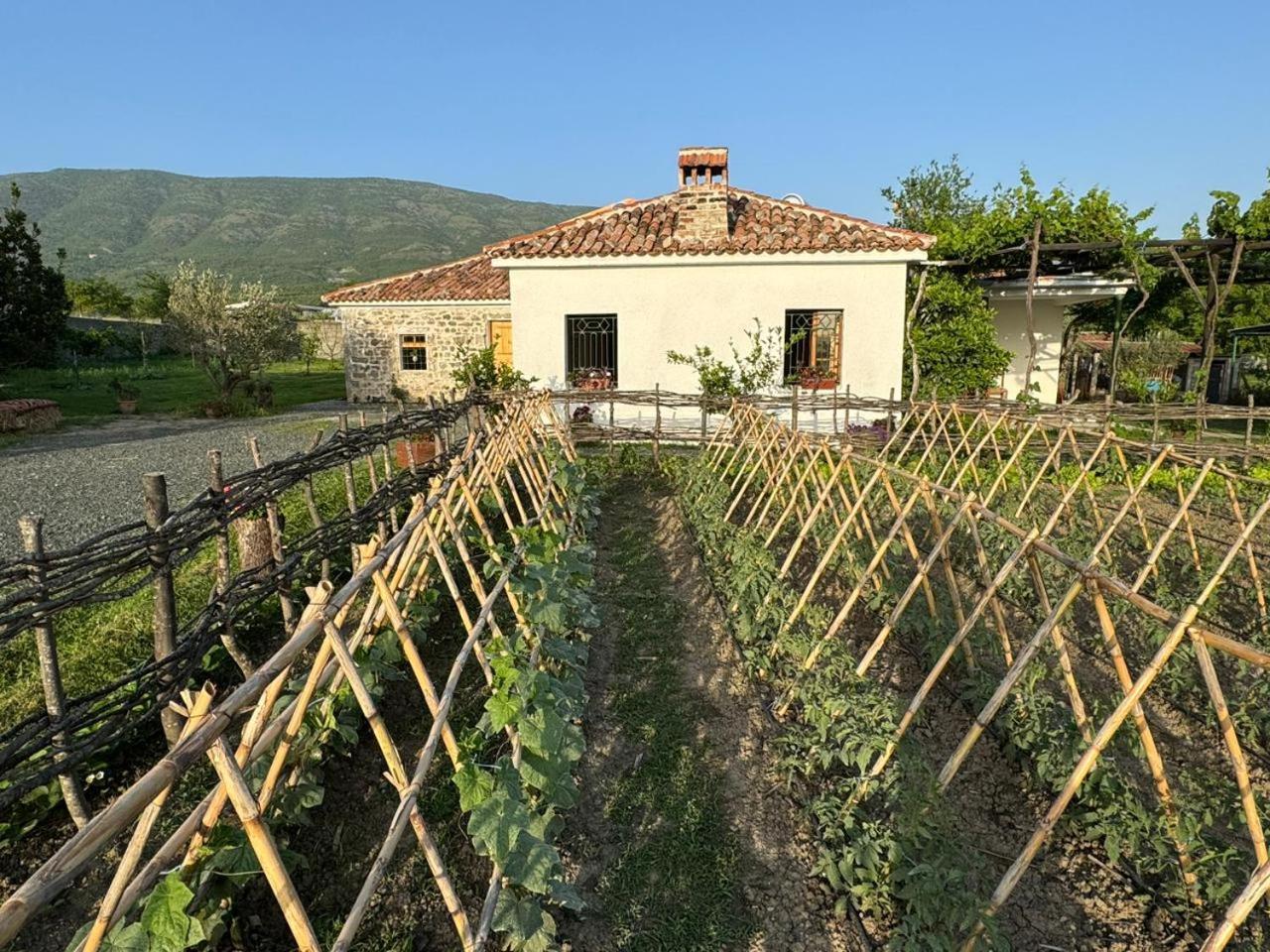 Guesthouse Vitoria - Mrizi I Zanave Fishte Exterior photo